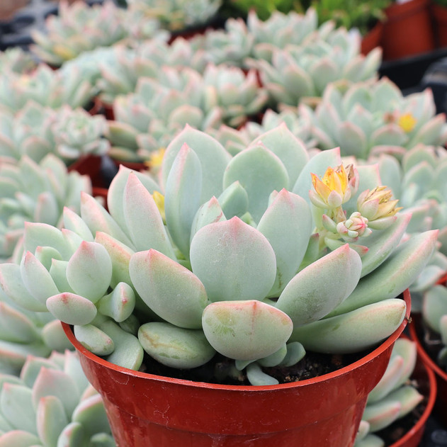 Graptoveria 'A Grim One' [large] - May