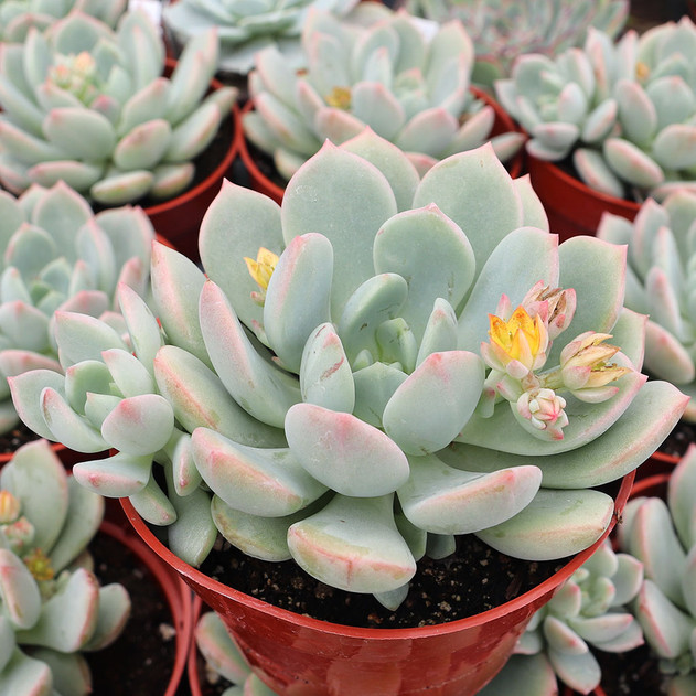 Graptoveria 'A Grim One' [large] - May