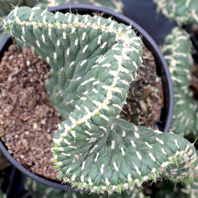 Austrocylindropuntia cristata 'Emerald Idol' [large]