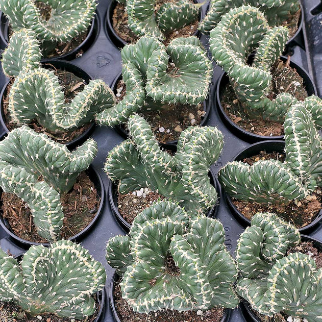 Austrocylindropuntia cristata 'Emerald Idol' [large]