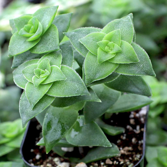 Crassula perforata - String of Buttons