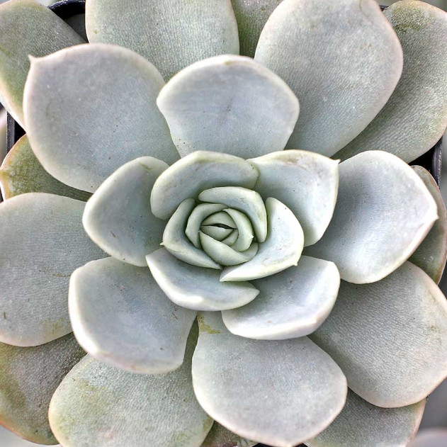 Echeveria 'Blue Surprise'
