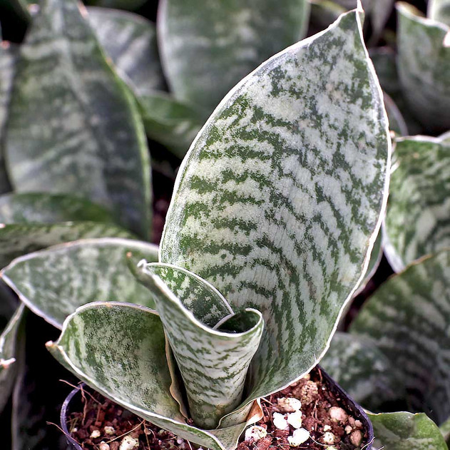 Sansevieria trifasciata 'Silver Hahnii'