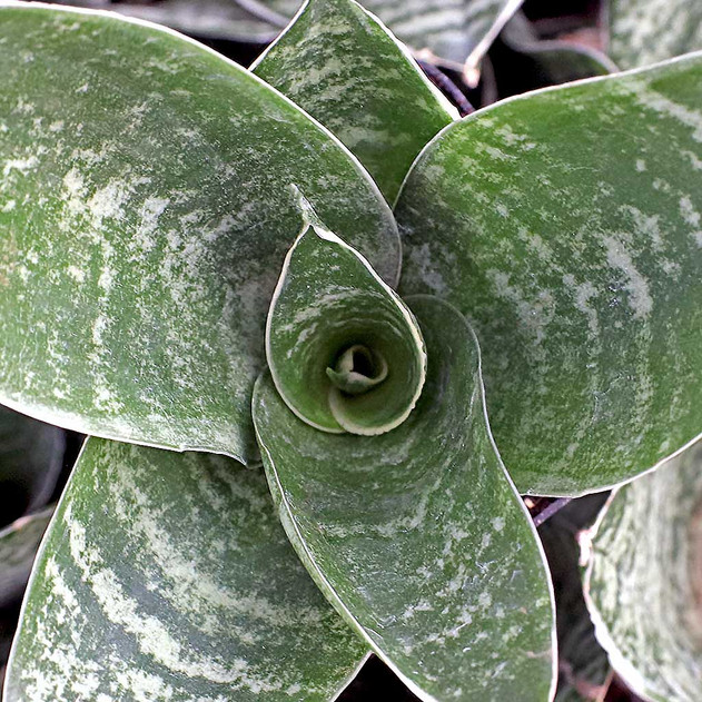 Sansevieria trifasciata 'Silver Hahnii'