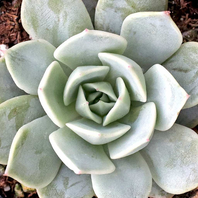 Echeveria 'Paloma'