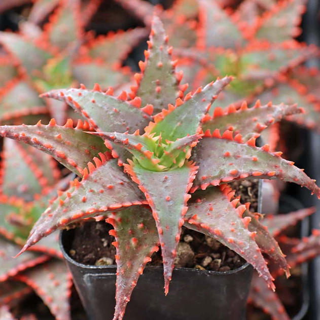 Aloe 'Christmas Sleigh'