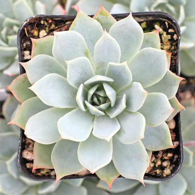 Echeveria tolucensis