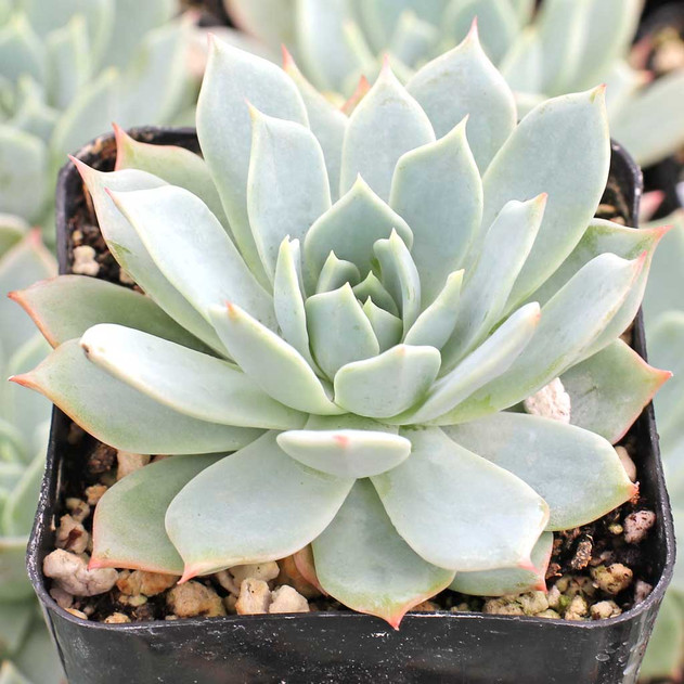 Echeveria tolucensis (side view)