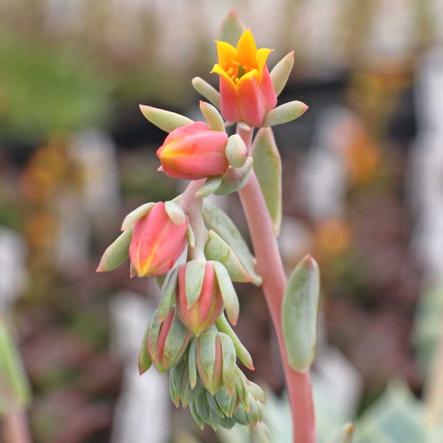 Echeveria tolucensis (bloom)