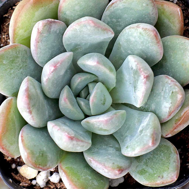 Echeveria 'Morning Dew'