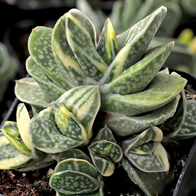 Gasteria 'Shozoden'