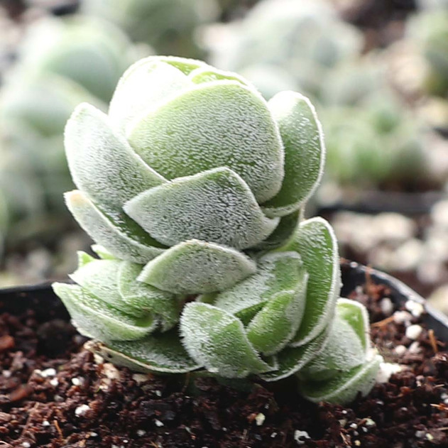 Crassula 'Ivory Pagoda'