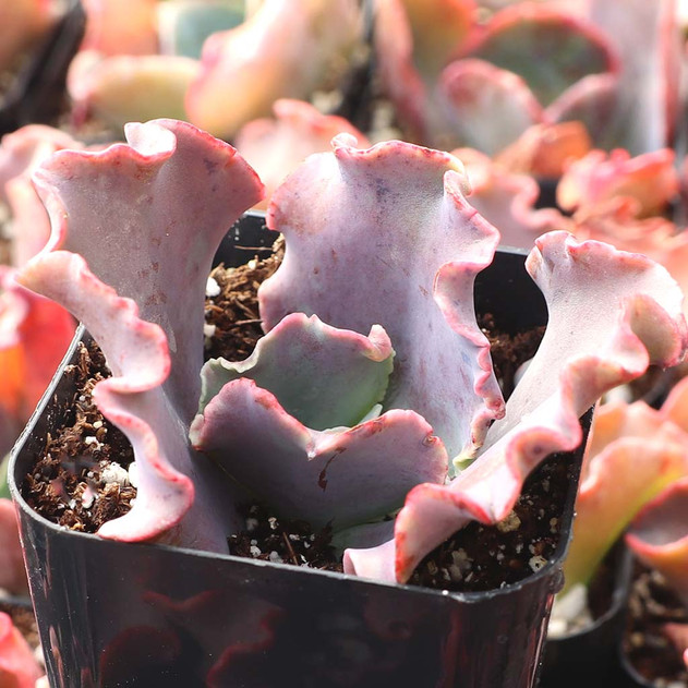 Echeveria 'Alta May' - January