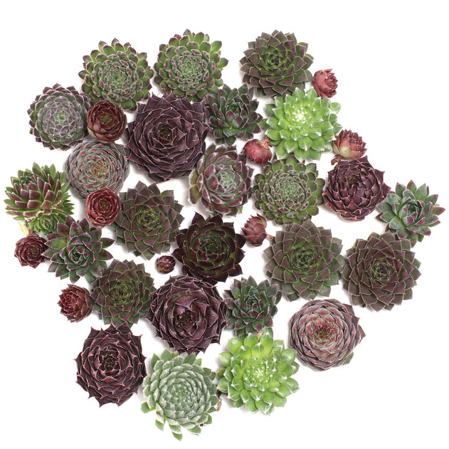 Sempervivum (Hens & Chicks) Assorted Unrooted - 25 Pack w/ Bonus Baby Chicks - [1.25"-1.75"]