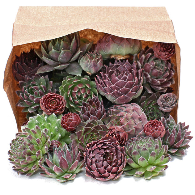 Sempervivum (Hens & Chicks) Assorted Unrooted - 25 Pack w/ Bonus Baby Chicks - [1.25"-1.75"] - Bag
