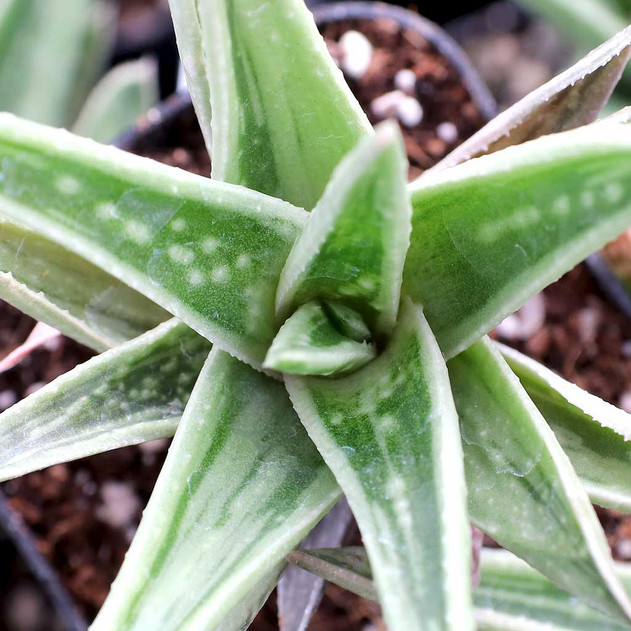 Gasteraloe 'White Wings'