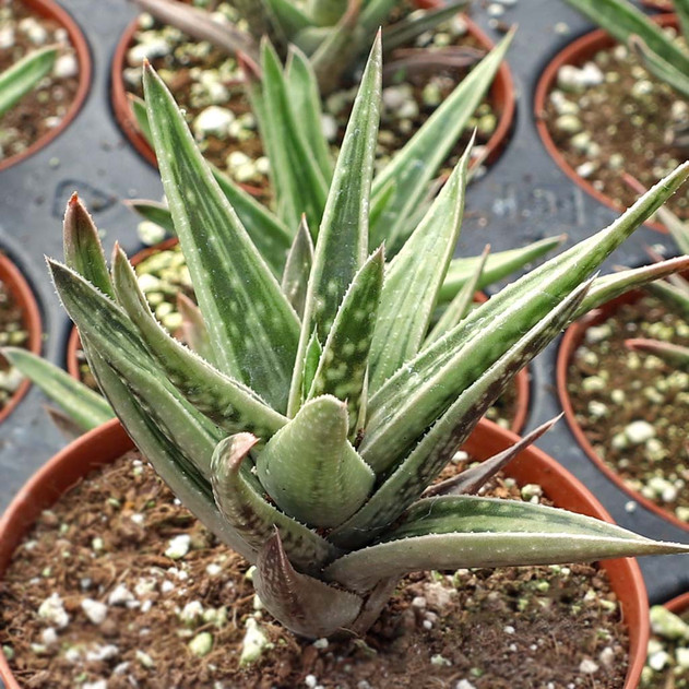 Gasteraloe 'White Wings' [large]