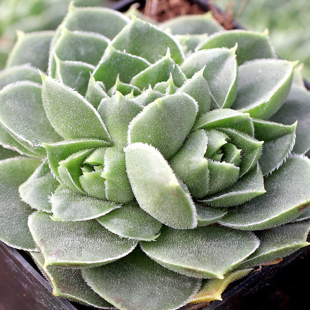 Sempervivum heuffelii 'Winsome' - February