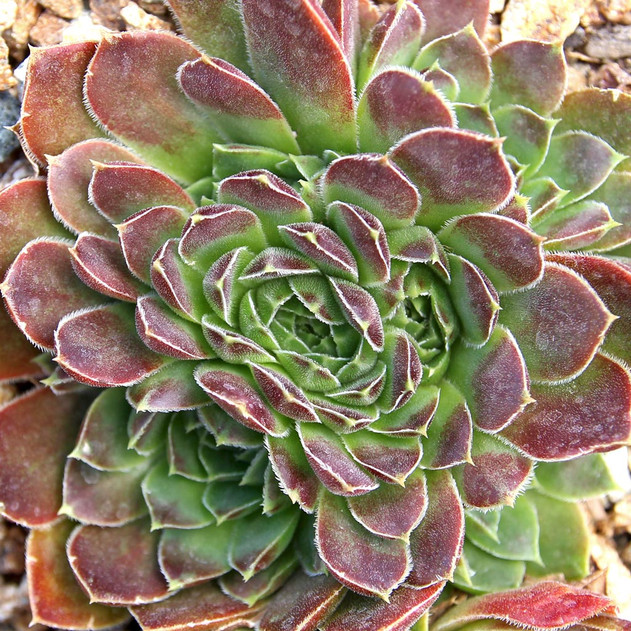 Sempervivum heuffelii 'Winsome' (Mature) - August