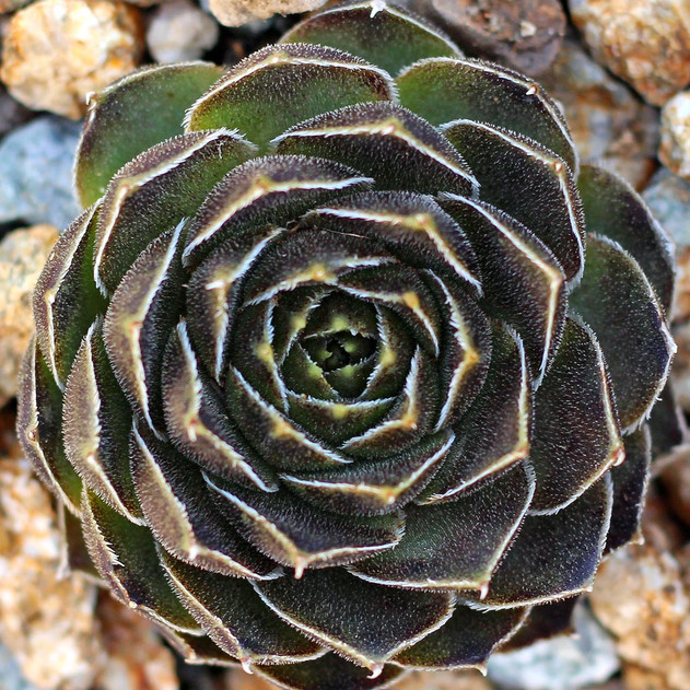 Sempervivum heuffelii 'Winsome' (Mature) - February