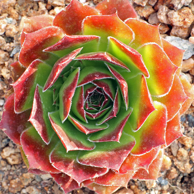 Sempervivum heuffelii 'ESP' (Outdoors) - August