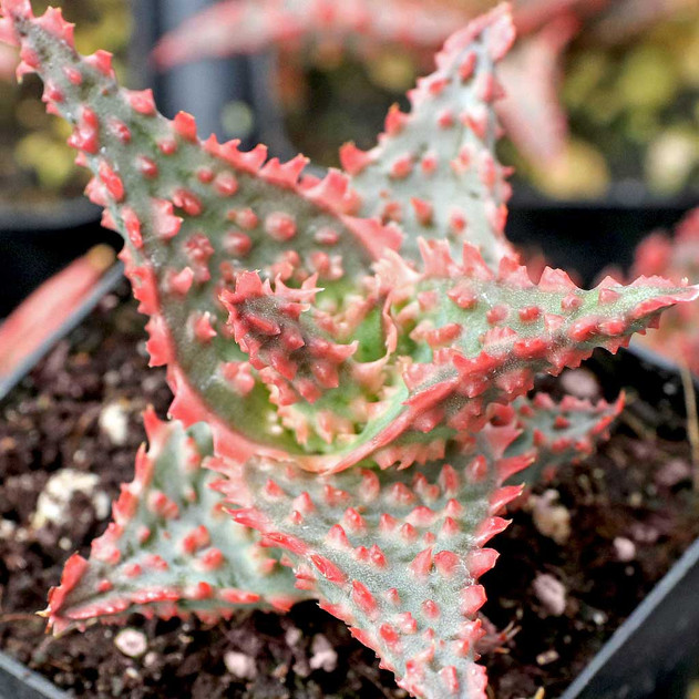 Aloe 'Oik' - February