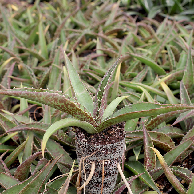 Mangave 'Jabber Jaws'