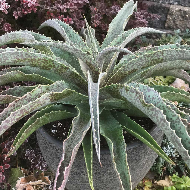 Mangave 'Jabber Jaws' - Mature Photos for Reference