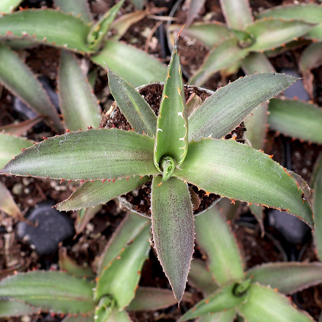 Mangave 'Racing Stripes'