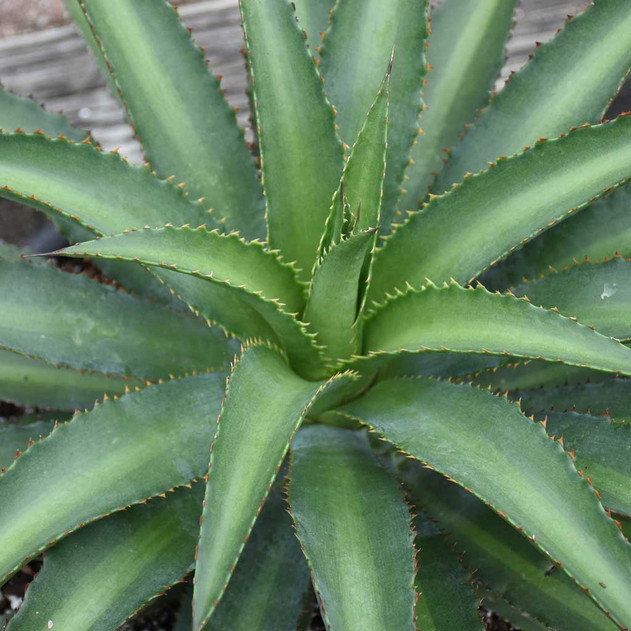 Mangave 'Racing Stripes' - Mature photo for reference