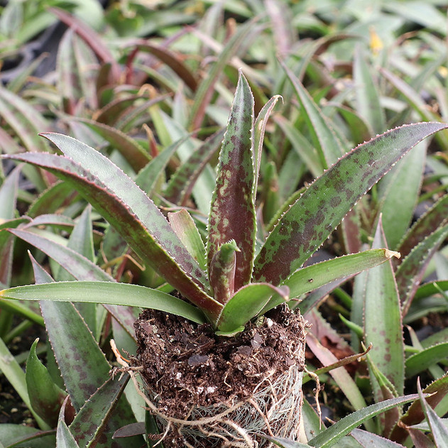 Mangave 'Thunderbird'