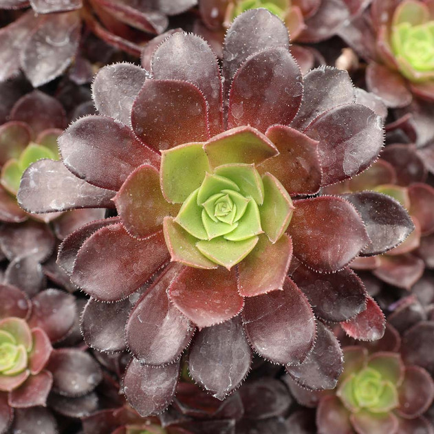 Aeonium 'Poldark' - March