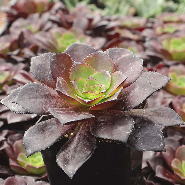 Aeonium 'Poldark' - March