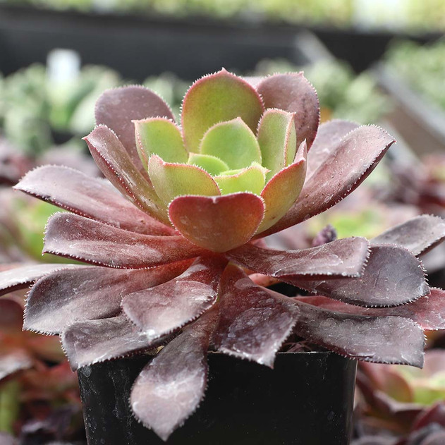Aeonium 'Poldark' - March