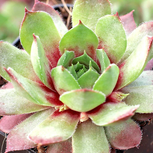 Sempervivum 'Merlin' - March