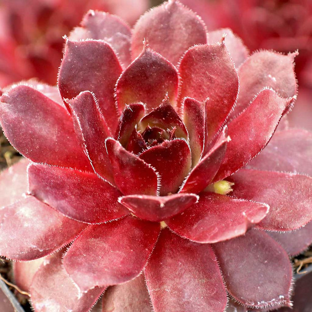 Sempervivum 'Mercury' - March