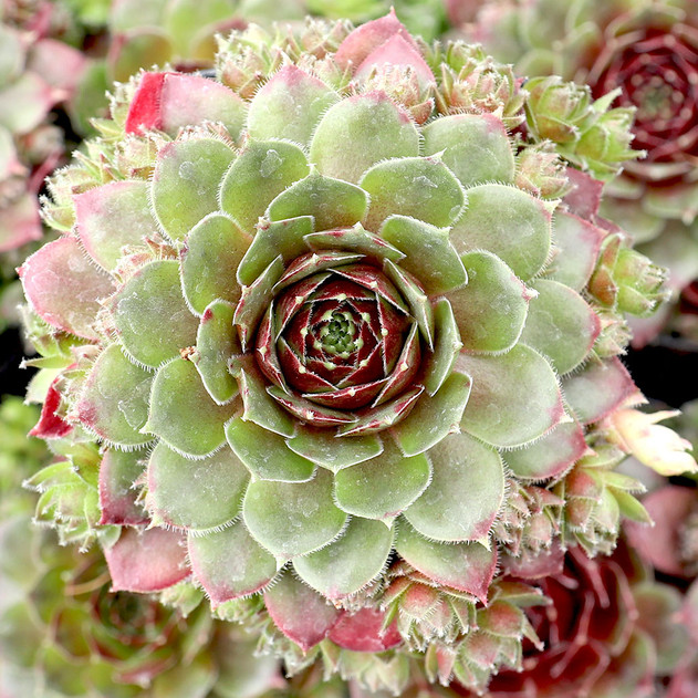 Sempervivum 'Mercury' - June