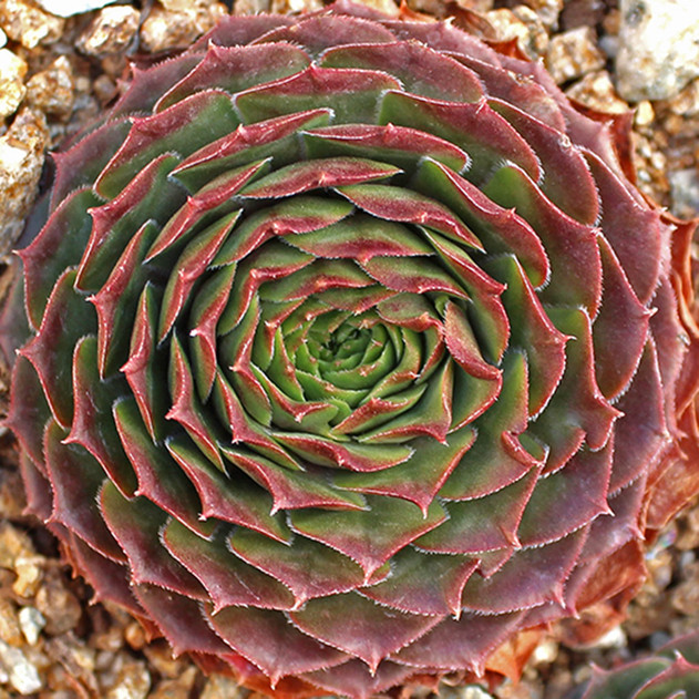Sempervivum 'Mercury' (Outdoors) - November