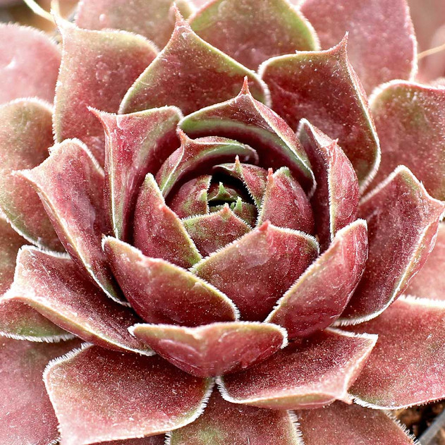Sempervivum 'Round Midnight' - March