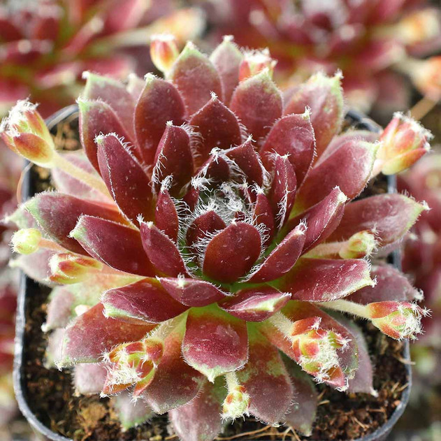 Sempervivum 'Silberspitz' - March