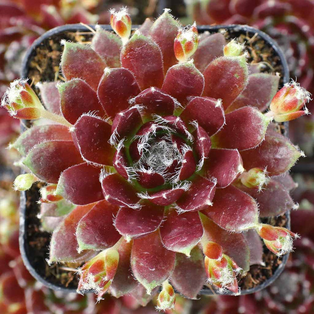 Sempervivum 'Silberspitz' - March