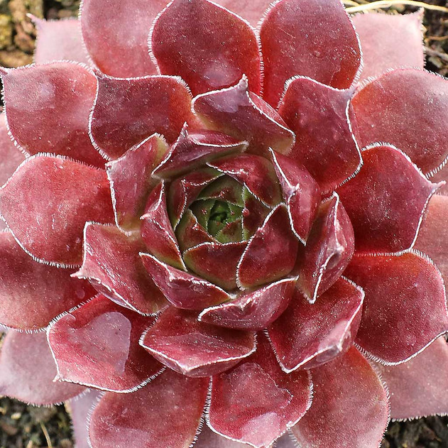 Sempervivum 'Salt Peanuts' - March