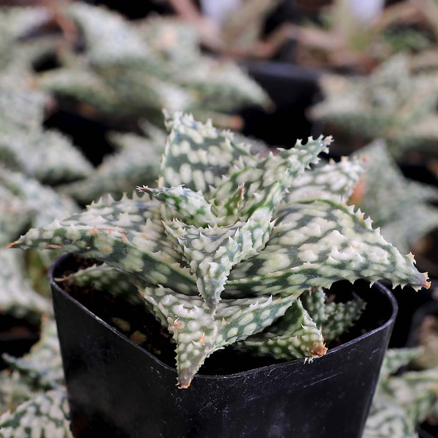 Aloe 'Snow Storm' - March