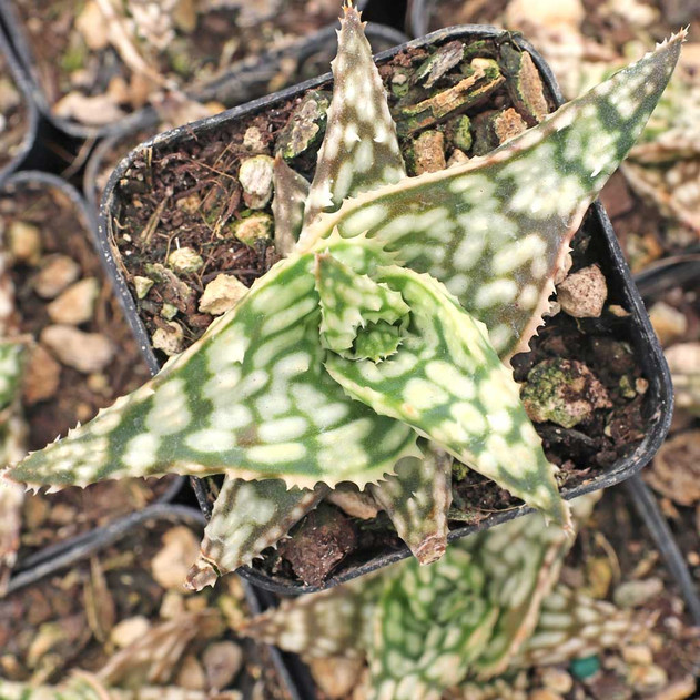 Aloe 'Snow Storm'
