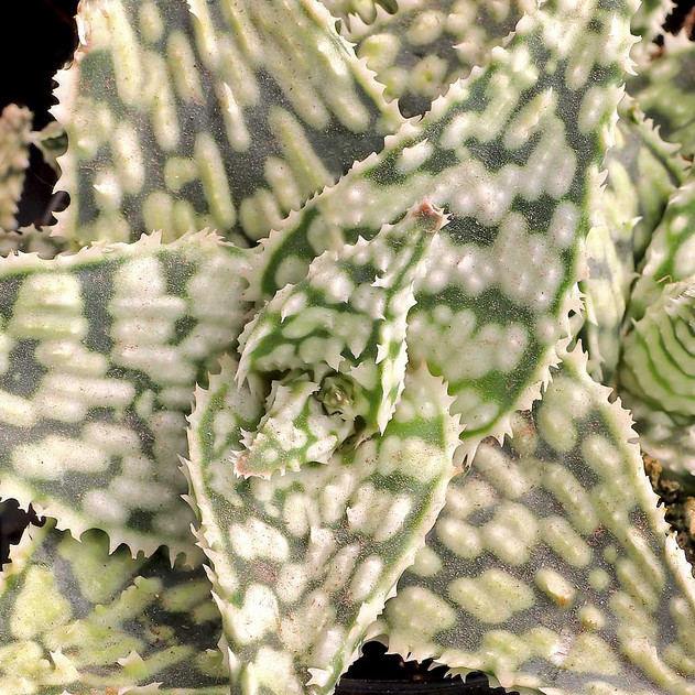 Aloe 'Snowstorm' [large]