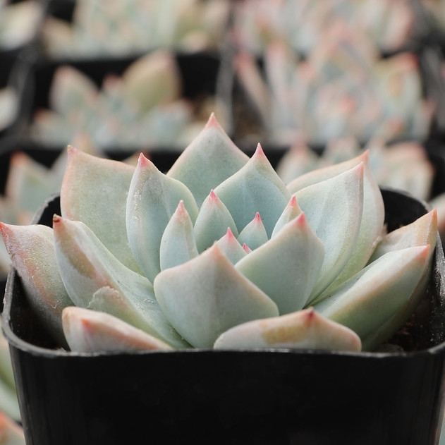 Echeveria 'Mexican Blush' - March