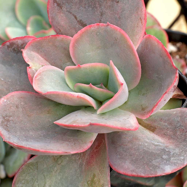 Echeveria 'Briar Rose' - February