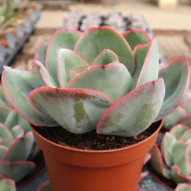 Echeveria 'Briar Rose' [large] - March