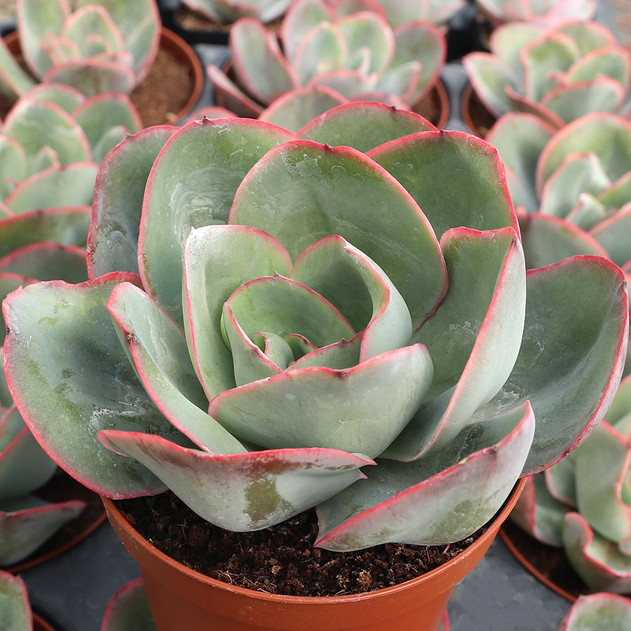 Echeveria 'Briar Rose' [large] - March