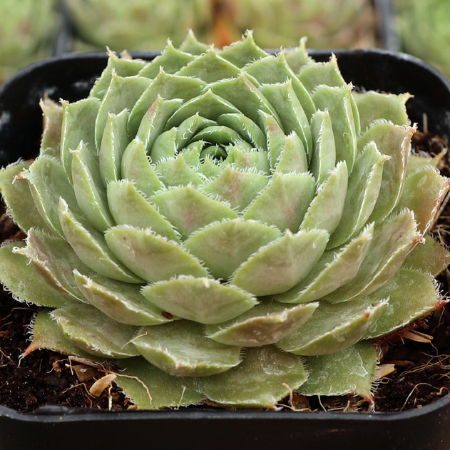 Sempervivum 'Nocturno' - July